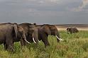 051 Kenia, Masai Mara, olifanten